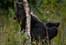 Co na swędzenie i pieczenie okolic intymnych?