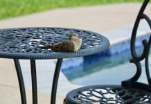 Czy wodą w basenie niszczy włosy?