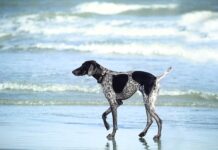 W czym moczyć skórki przed manicure?