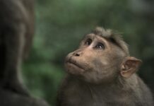 Jak dobrze wyglądać w czepku?